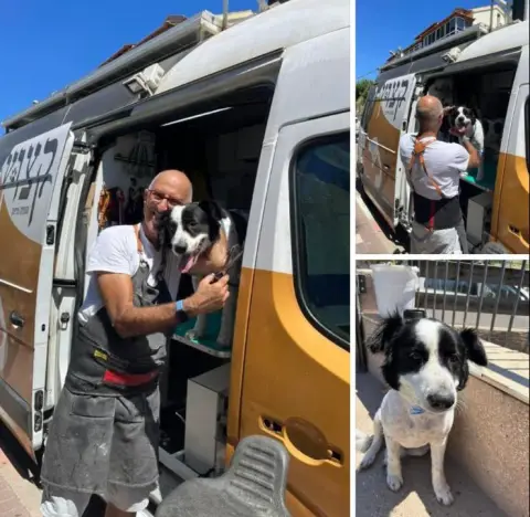 כלב לאחר טיפוח בגלריית קצוץ קצוץ — תמונה 18