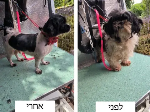 כלב לאחר טיפוח בגלריית קצוץ קצוץ — תמונה 22